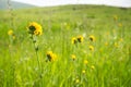 Close up of Fiddleneck Amsinckia tesselata wildflowers blooming on the hills, California