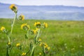 Close up of Fiddleneck Amsinckia tesselata wildflowers blooming on the hills, California