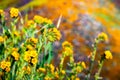 Close up of Fiddleneck Amsinckia tesselata wildflowers blooming on the hills of Walker Canyon, Lake Elsinore, California