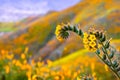 Close up of Fiddleneck Amsinckia tesselata wildflowers blooming on the hills of Walker Canyon, Lake Elsinore, California