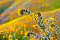 Close up of Fiddleneck Amsinckia tesselata wildflowers blooming on the hills of Walker Canyon, Lake Elsinore, California