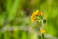 Close up of Fiddleneck (Amsinckia tesselata) wildflowers blooming on a meadow, green background; south San Francisco bay area, San