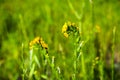 Close up of Fiddleneck (Amsinckia tesselata) wildflowers blooming on a meadow, green background; south San Francisco bay area, San