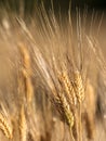 Close up of field of Barley Royalty Free Stock Photo