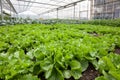 Close up of a field with beautiful fresh green endive growing in open ground