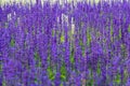 Close up field of beautiful lavender flower at Chiang Rai in Thailand