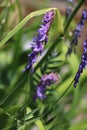 Close-up of field of Bird Vetch Plant