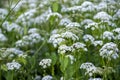 Field of blooming ground elders, lots of tiny white florets Royalty Free Stock Photo