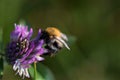 Field bumblebee sucks nectar from a red clover blossom