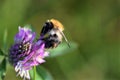 Field bumblebee sucks nectar from a red clover blossom