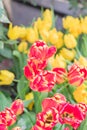 Close up of field of colorful blooming spring tulips Royalty Free Stock Photo