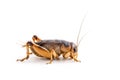Close up Field Cricket Gryllidae on a white background.