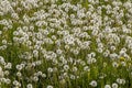 Mass of dandelion clocks