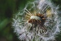 Close-up on a field dandelion. macro dandelion seeds