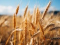 a close up of a field of golden wheat