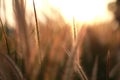 Close up field of grass during sunlight, sunset, set rise