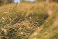 Field grass in the wind bent