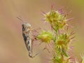 Grasshopper On Pricker Plant 1