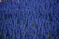 Close up of a field of lavender flowers Royalty Free Stock Photo