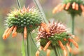 Close-up of Field of Orange Bee Balm Flowers Royalty Free Stock Photo