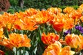 Close-up of a field of orange tulips