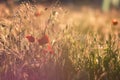 Close-up of a field of poppies in a golden spring sunset. Typical spring image in the field