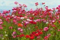 A field of red, pink and white poppies Royalty Free Stock Photo