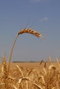 Close up field of wheat under clear blue sky Royalty Free Stock Photo