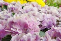 Close up field of soft pink hydrangea flower. Royalty Free Stock Photo