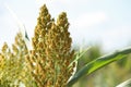 Close up field of Sorghum or Millet. Royalty Free Stock Photo