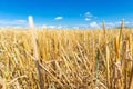 Close-up of a field of straw against the sky