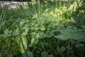 Close up on a field of three leaf clovers, also called trefoil, in the middle of the grass.