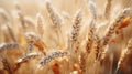 a close up of a field of wheat