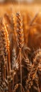 Close Up of a Field of Wheat