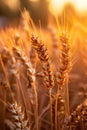 Close Up of a Field of Wheat