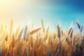 a close up of a field of wheat with the sun shining through the ears of the stalks of the wheat in the foreground and a blue sky Royalty Free Stock Photo