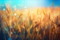 a close up of a field of wheat with the sun shining through the ears of the stalks of the wheat in the foreground, with a blurry Royalty Free Stock Photo