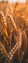 Close Up of a Field of Wheat