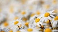 Close up of field of white daisies Royalty Free Stock Photo