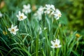 Close-up of a Field of White and Yellow Daffodils in Amsterdam, Netherlands Royalty Free Stock Photo