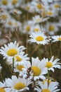 Close-up of a field of wild daisies Royalty Free Stock Photo