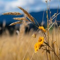 a close up of a field of yellow flowers