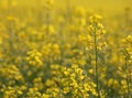 Field of yellow Seed