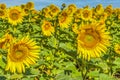 Close-up of a field of yellow sunflowers Royalty Free Stock Photo