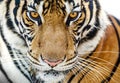 Close-up of fierce tiger faces Royalty Free Stock Photo