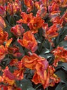 Close-up of fiery-orange Dutch tulips in full bloom