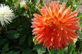 A close-up of fiery orange-yellow dahlia flower of the 'Gudoshnik' variety Royalty Free Stock Photo