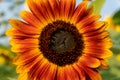 Close-up of a fiery orange and yellow sunflower in a field in summer