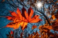 A close-up of a fiery red and orange fall leaf set against a clear blue sky