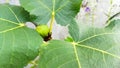 close up fig fruits growing on tree in home agriculture